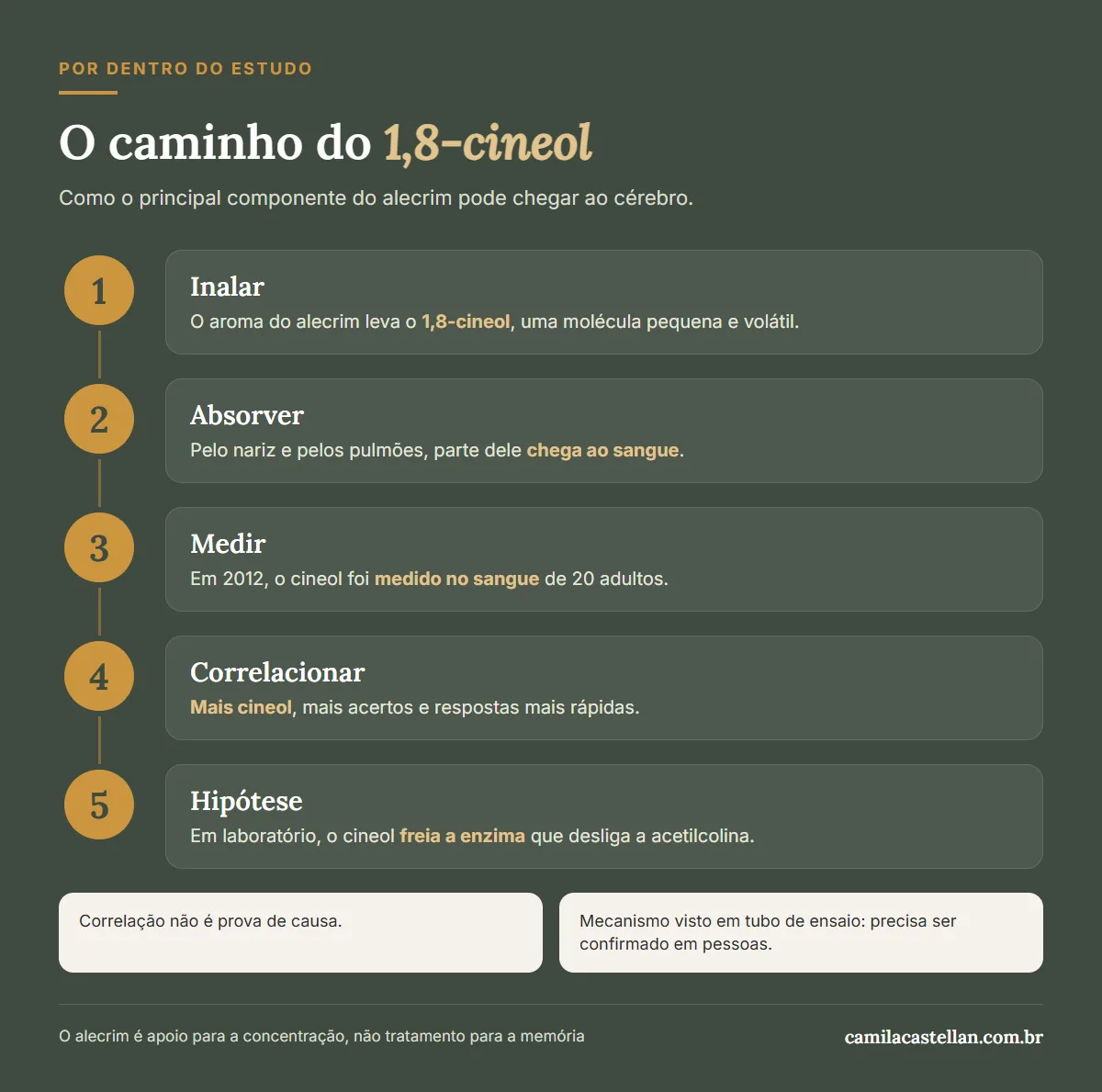 Infográfico: o caminho proposto do 1,8-cineol do alecrim, do nariz ao cérebro