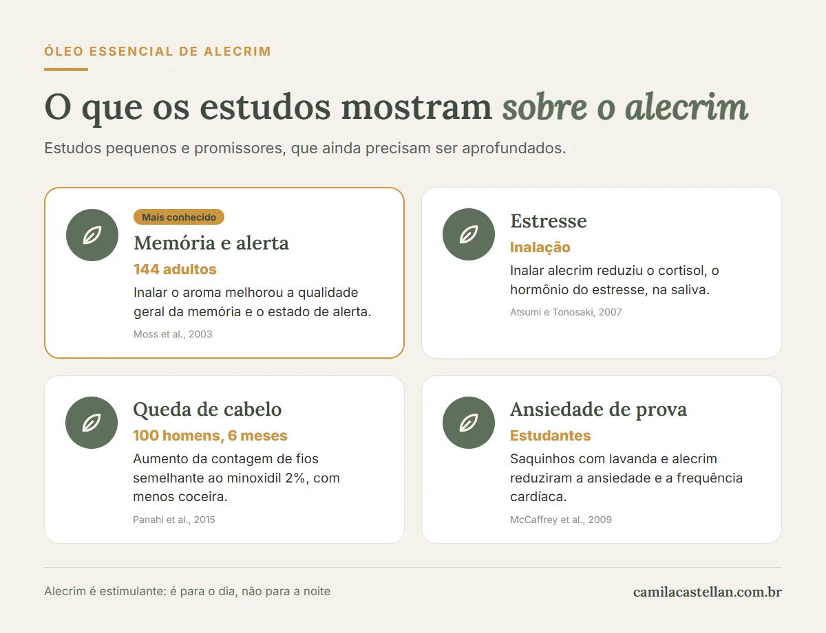 Infográfico: o que os estudos mostram sobre o alecrim — memória, estresse, queda de cabelo e ansiedade de prova