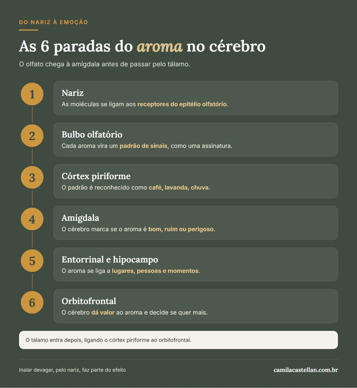 Infográfico: o caminho do aroma do nariz até a amígdala e a memória, em seis paradas