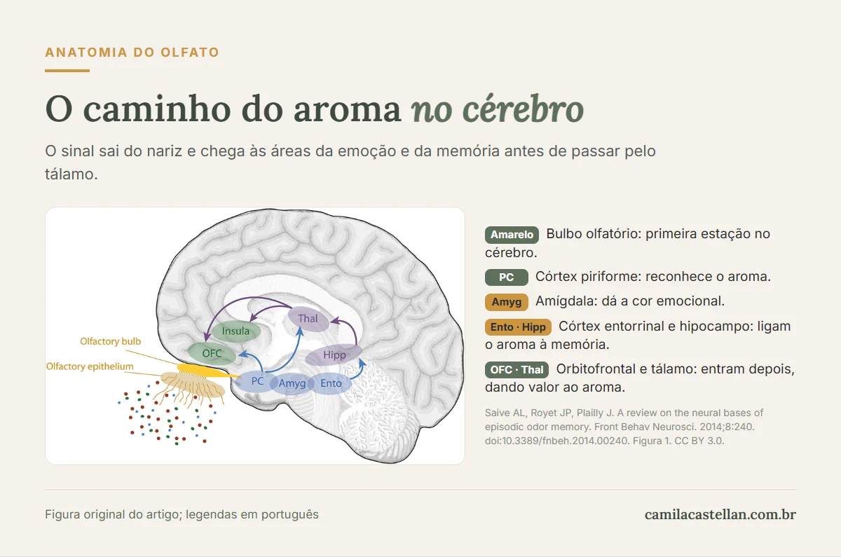 Esquema do sistema olfatório humano: do epitélio olfatório e bulbo olfatório ao córtex piriforme, amígdala, córtex entorrinal, hipocampo, tálamo, ínsula e córtex orbitofrontal
