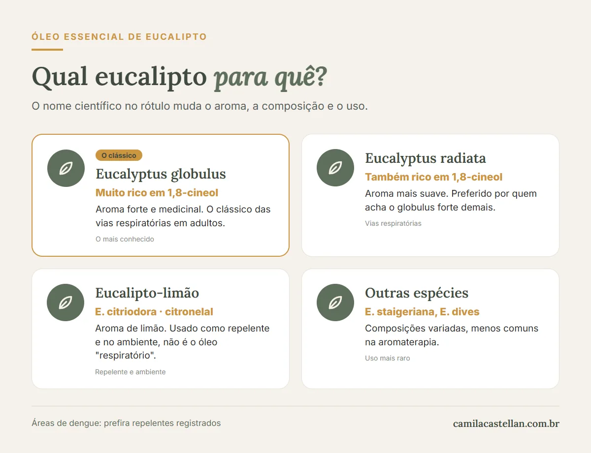 Infográfico: qual eucalipto para quê — globulus, radiata, eucalipto-limão e outras espécies
