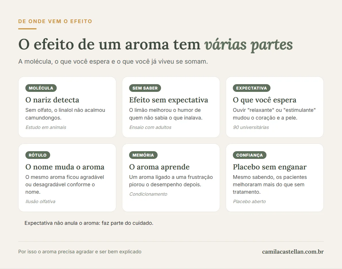Infográfico: as partes do efeito de um aroma, das moléculas detectadas pelo nariz à expectativa e às memórias associadas