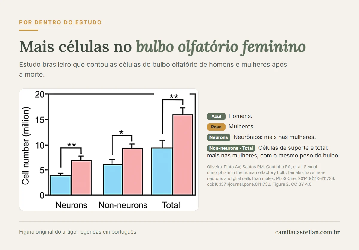 Gráfico do estudo de Oliveira-Pinto e colegas (2014): o bulbo olfatório das mulheres tem mais neurônios, mais células não neuronais e mais células no total do que o dos homens