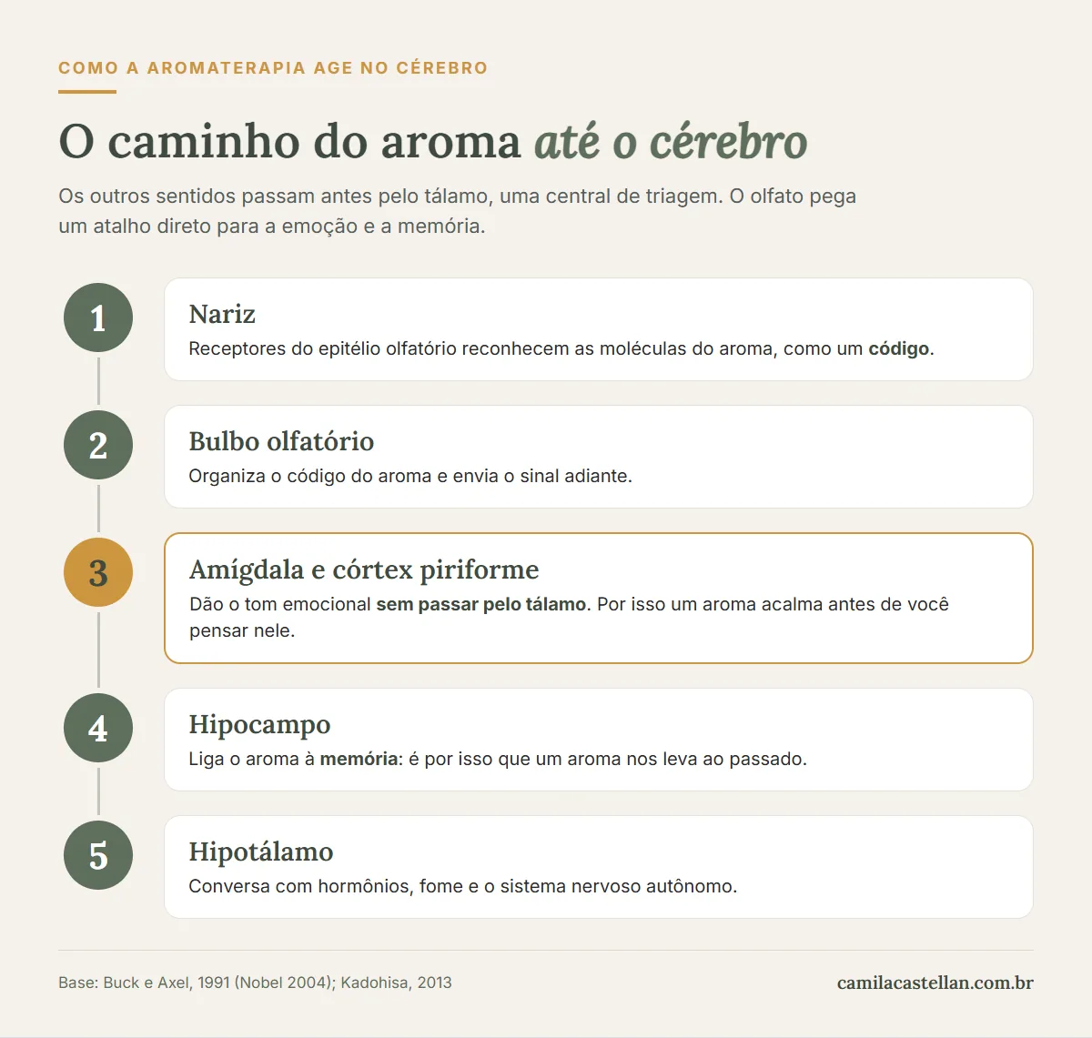 Infográfico: o caminho do aroma até o cérebro, do nariz ao bulbo olfatório, amígdala, hipocampo e hipotálamo