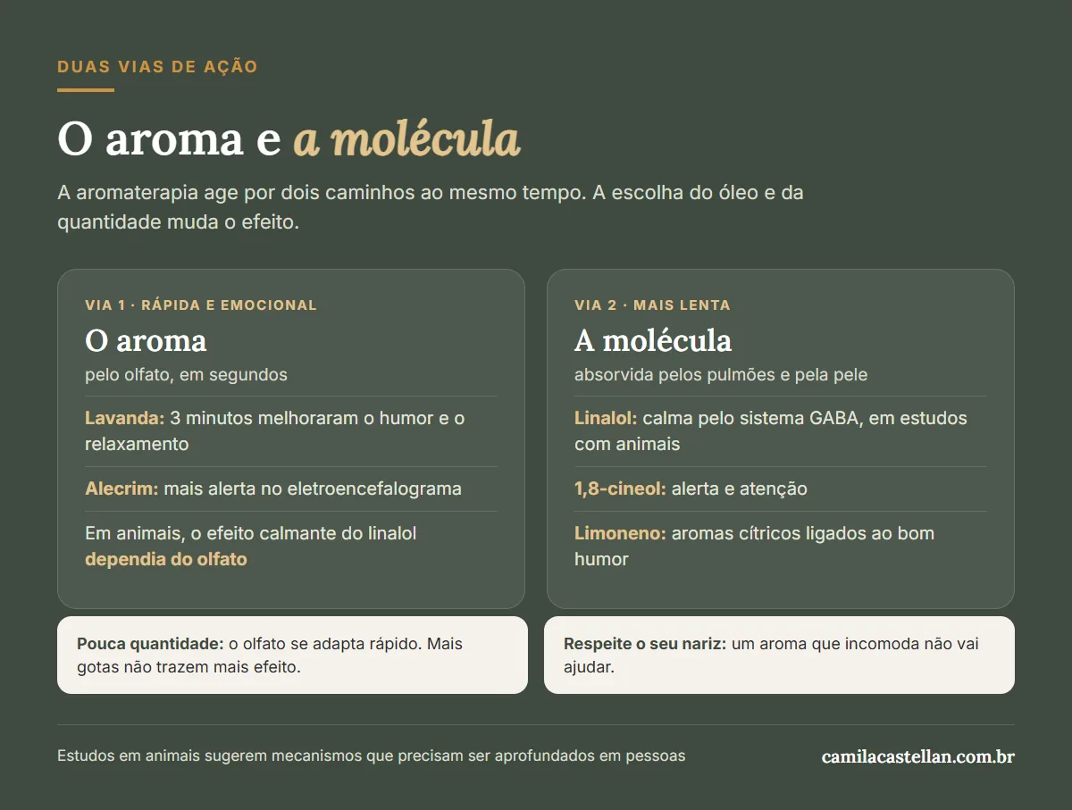 Infográfico: as duas vias de ação da aromaterapia, o aroma pelo olfato e a molécula absorvida