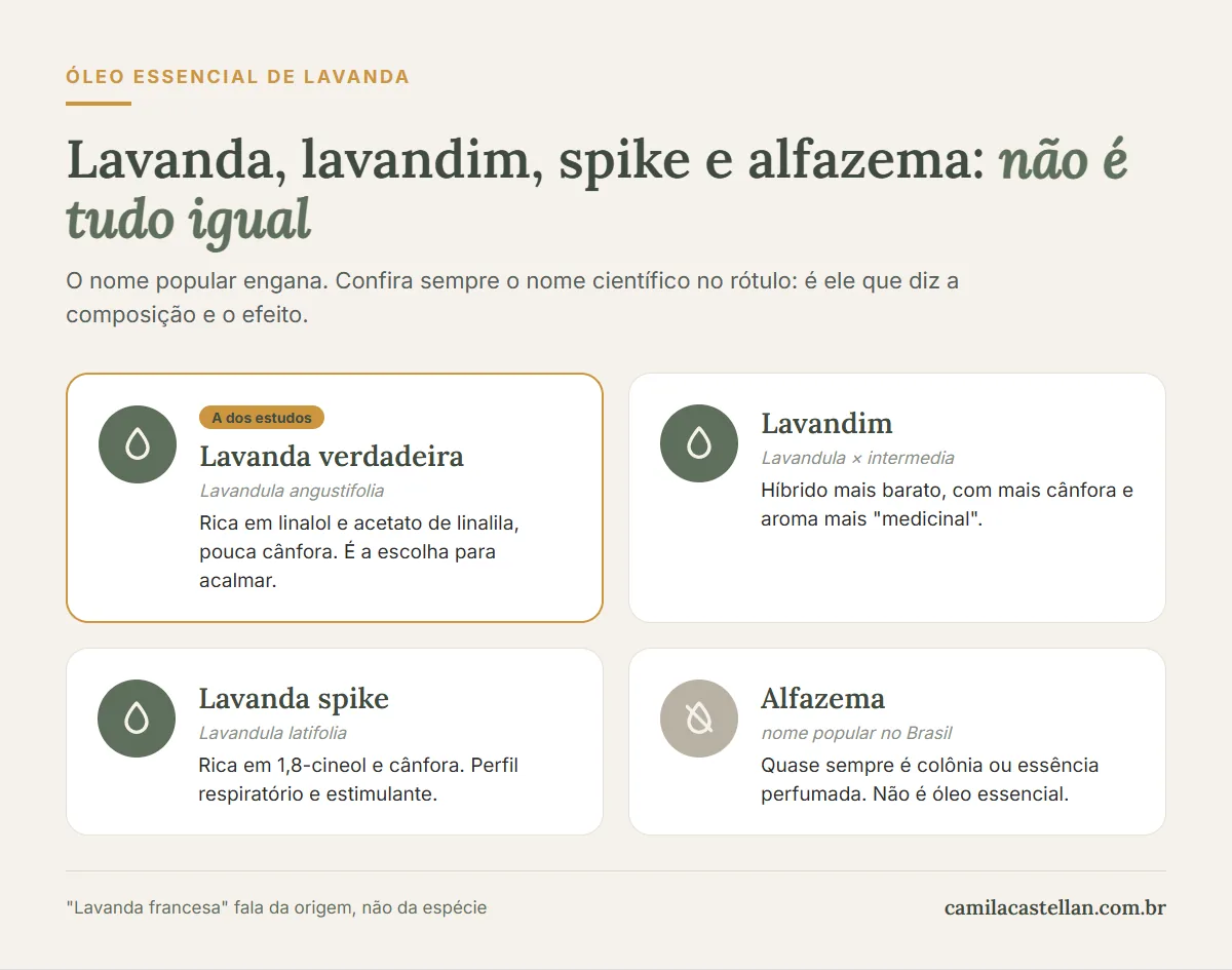 Infográfico: diferenças entre lavanda verdadeira, lavandim, lavanda spike e alfazema