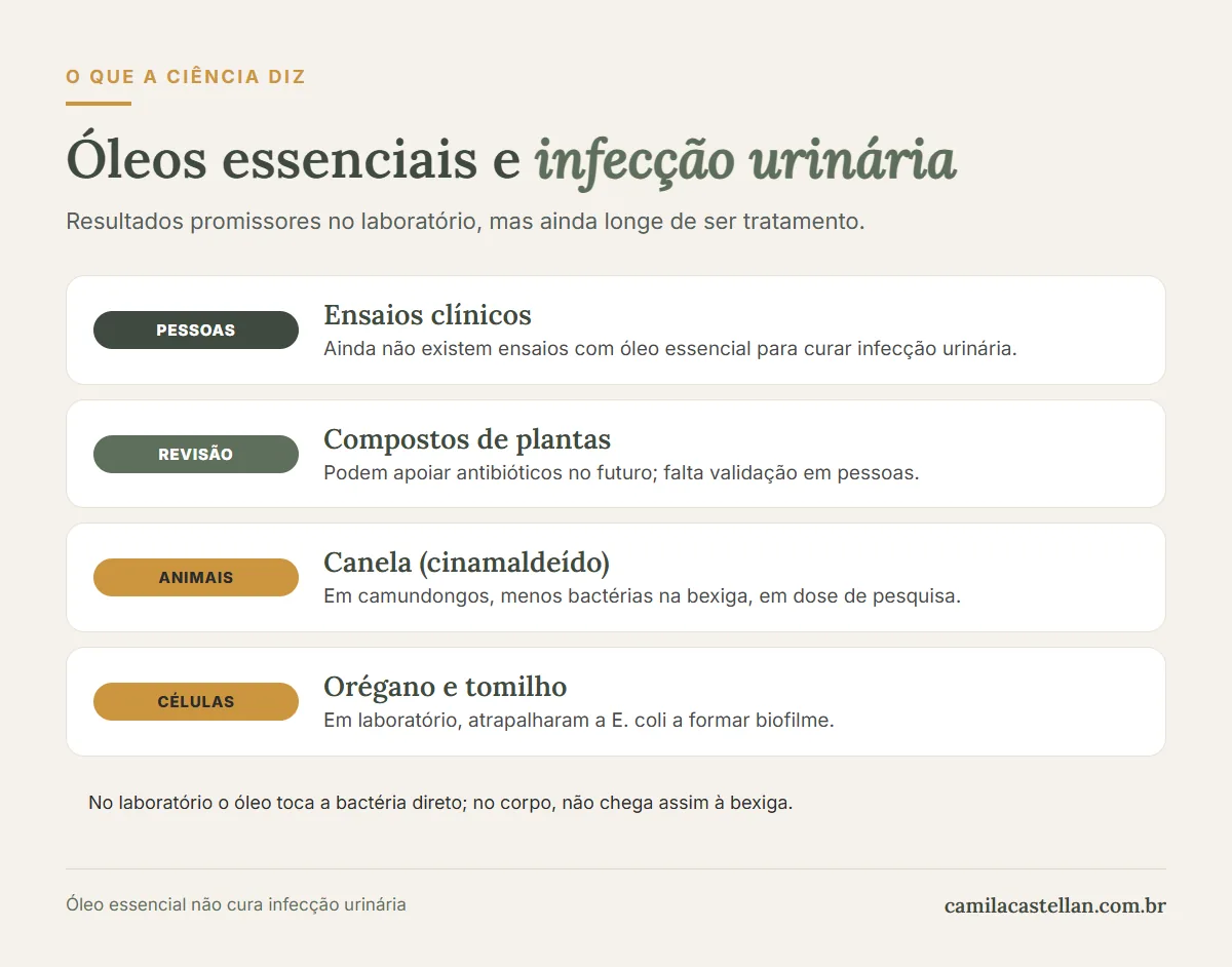 Infográfico: o que os estudos com óleos essenciais mostram sobre a bactéria da infecção urinária