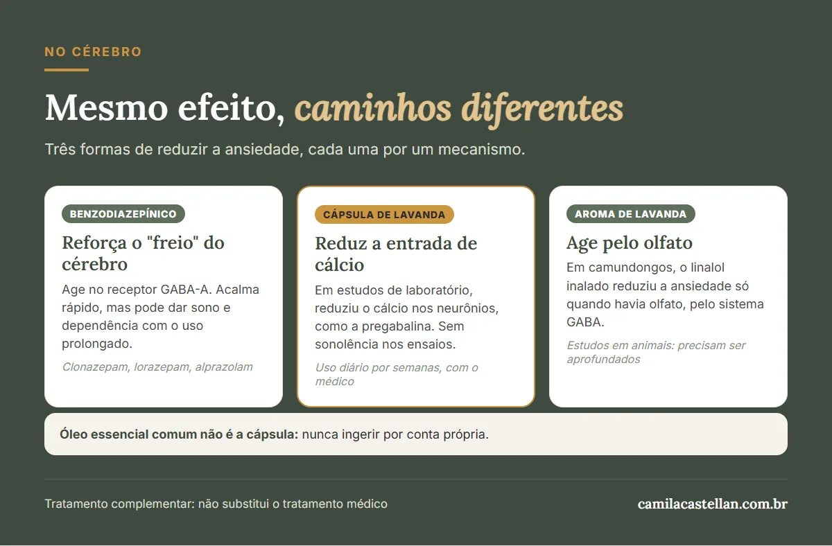 Infográfico: benzodiazepínico, cápsula de lavanda e aroma de lavanda agem por caminhos diferentes no cérebro