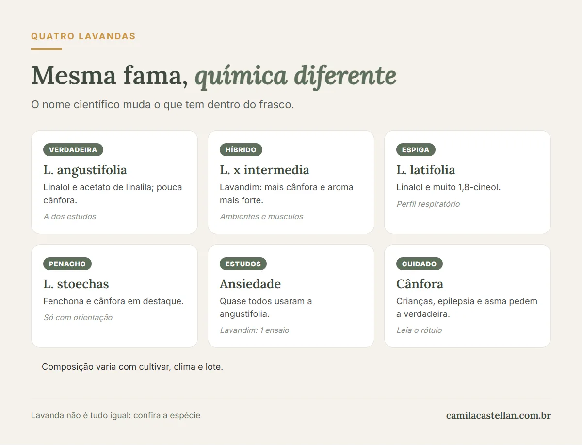 Infográfico: diferenças de composição entre lavanda verdadeira, lavandim, lavanda-espiga e Lavandula stoechas