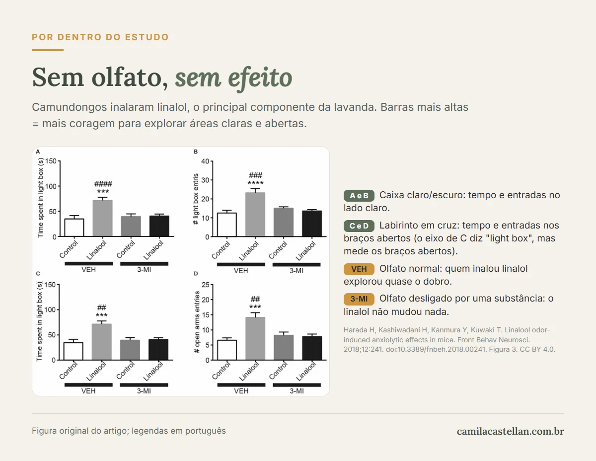 Gráficos do estudo de Harada e colaboradores (2018): camundongos com olfato normal exploraram mais após inalar linalol; camundongos sem olfato não mostraram diferença