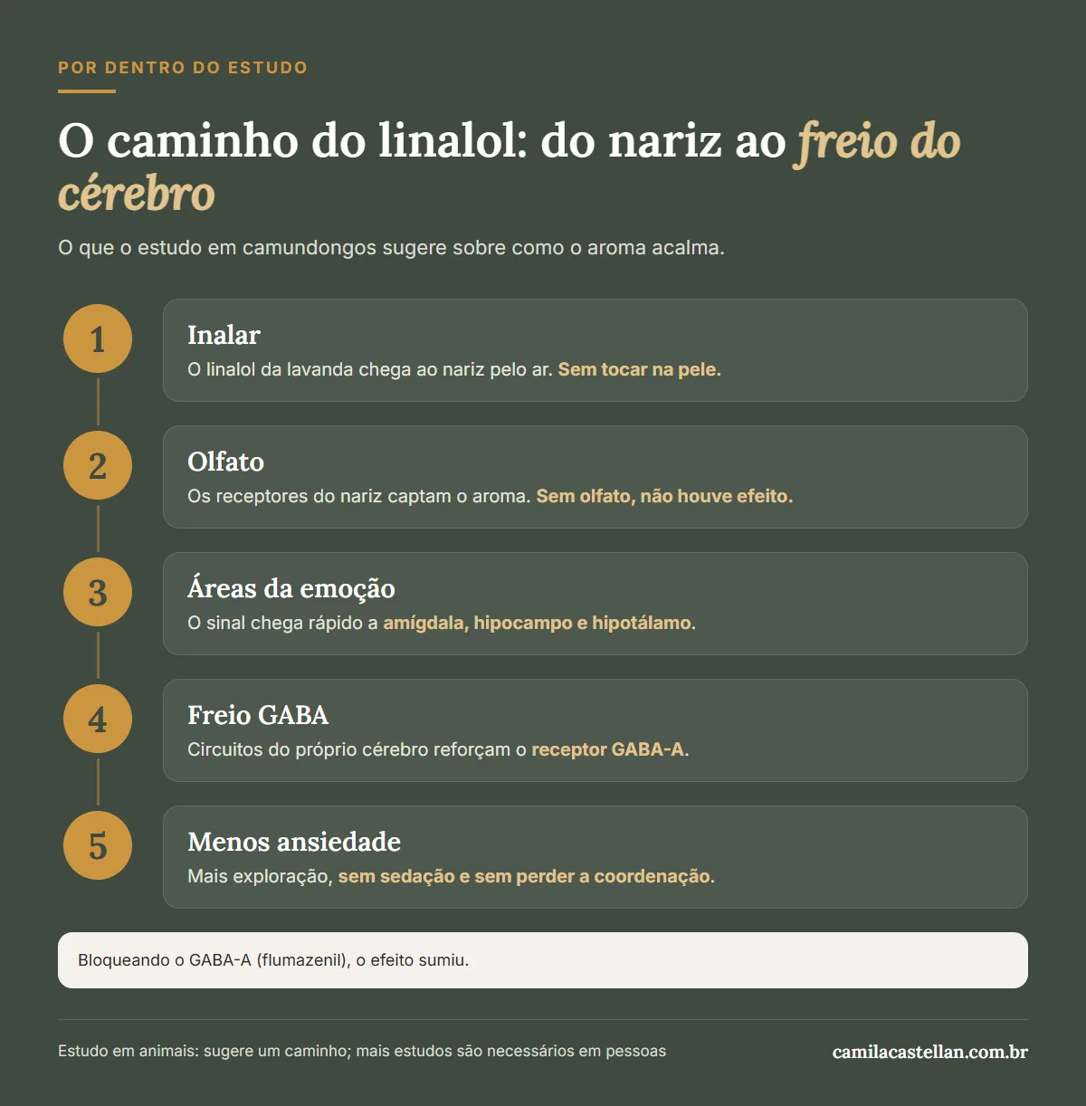 Infográfico: o caminho do aroma do linalol, do nariz até o freio GABA do cérebro, em camundongos