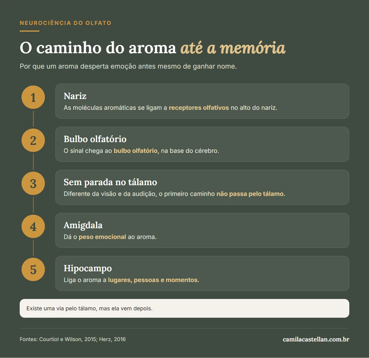 Infográfico: o caminho do aroma no cérebro, do nariz à amígdala e ao hipocampo