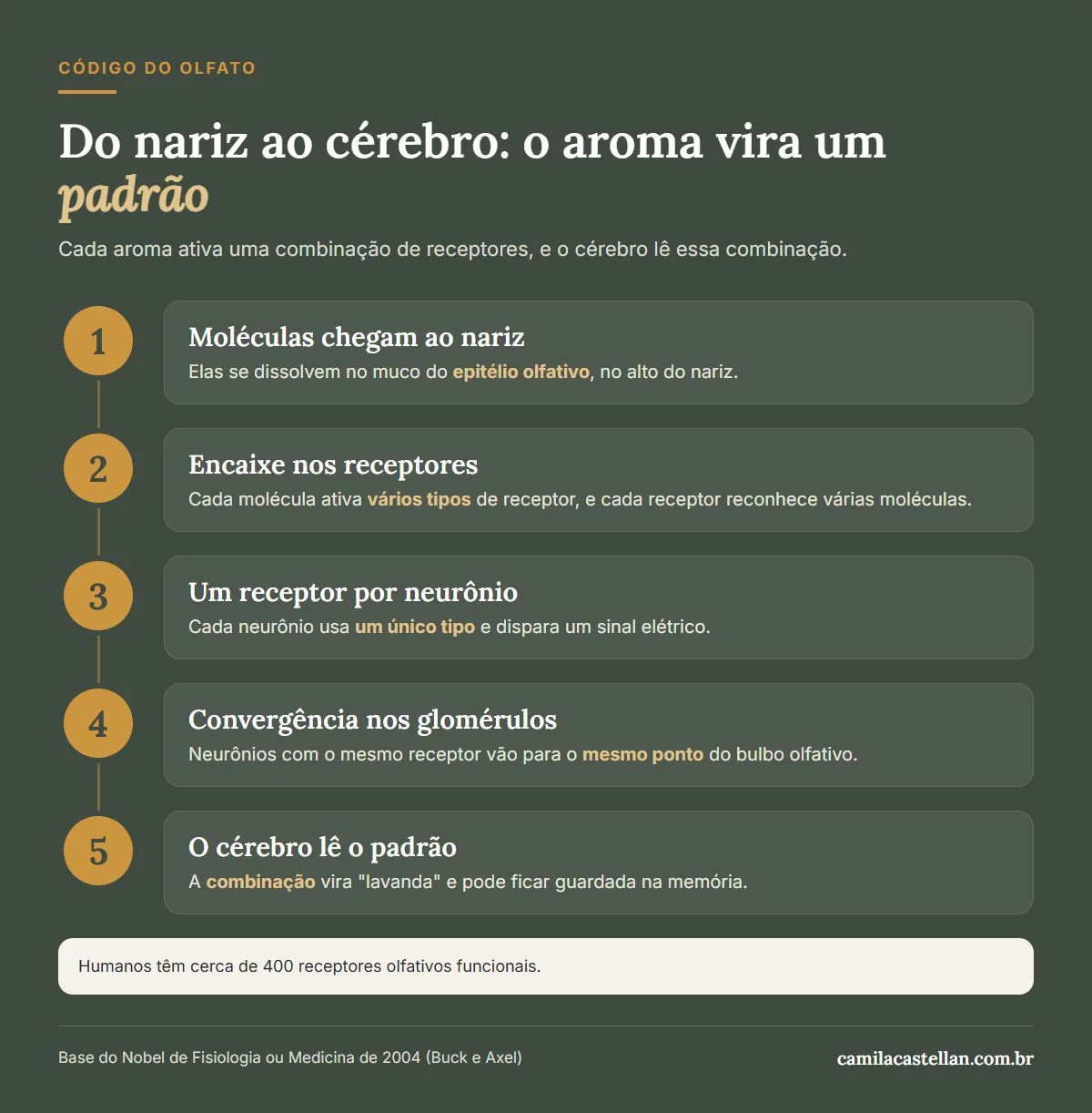 Infográfico: o caminho do aroma, do receptor no nariz ao padrão reconhecido pelo cérebro