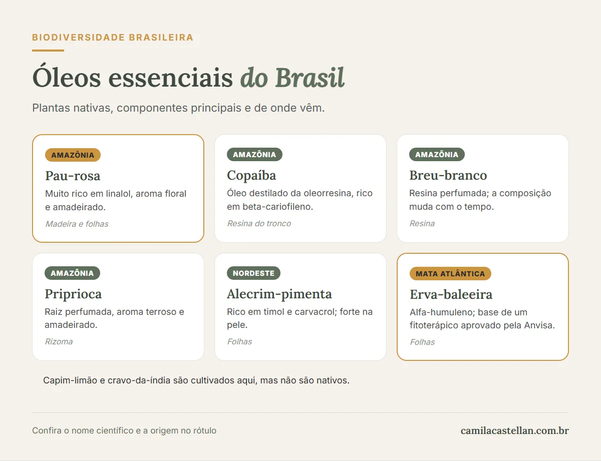 Infográfico: os principais óleos essenciais brasileiros, de onde vêm e o que têm de especial