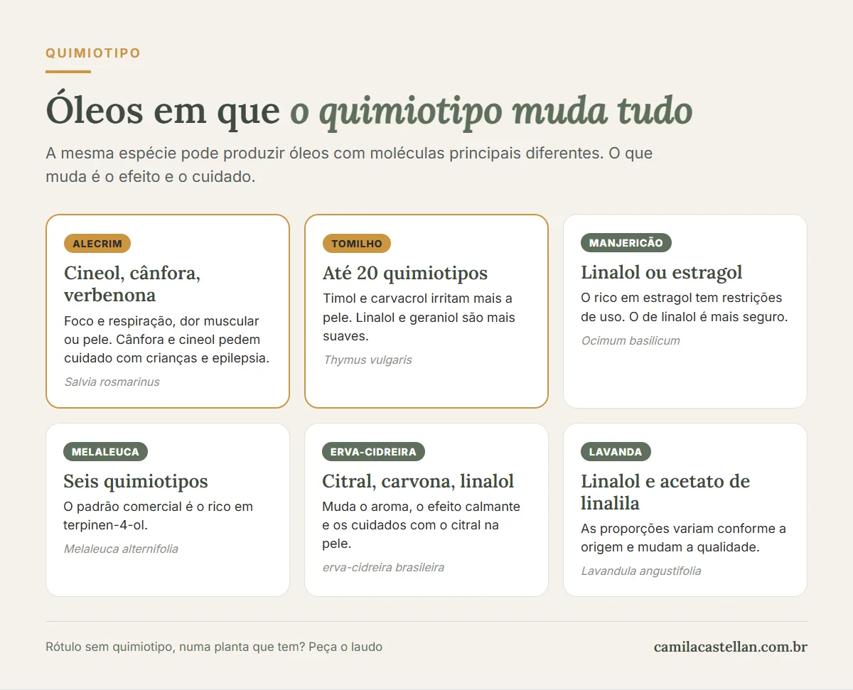 Infográfico: óleos em que o quimiotipo muda tudo, alecrim, tomilho, manjericão, melaleuca, erva-cidreira e lavanda