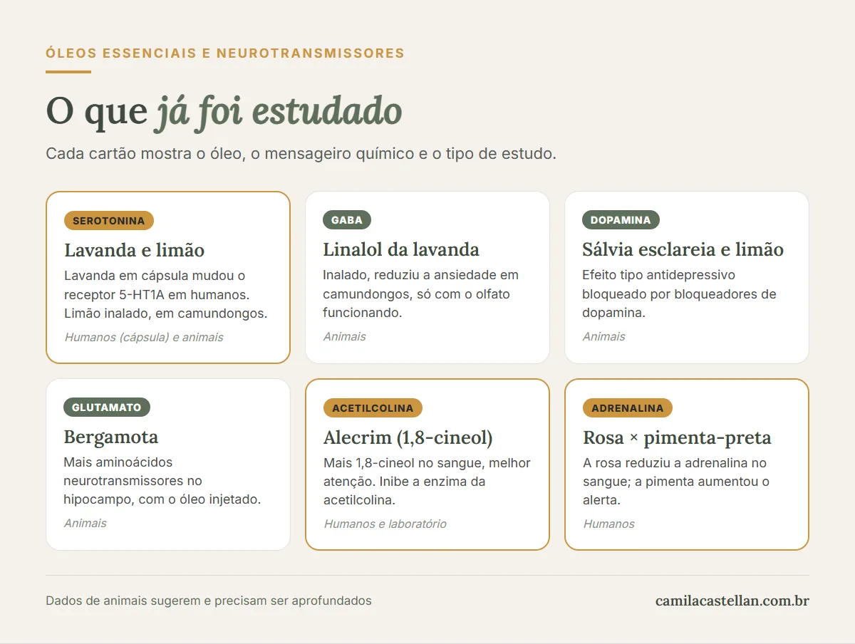 Infográfico: óleos essenciais e neurotransmissores — serotonina, GABA, dopamina, glutamato, acetilcolina e adrenalina