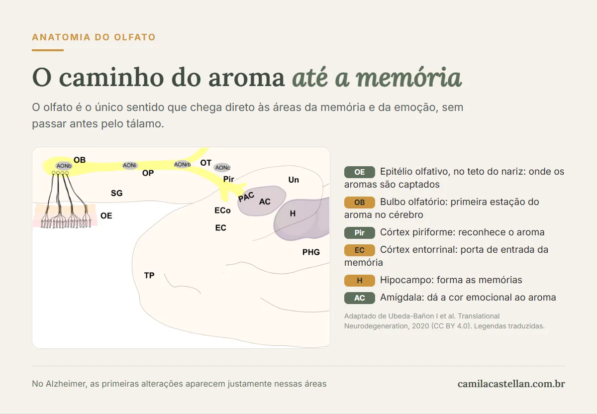 Esquema do caminho do cheiro no cérebro: epitélio olfativo, bulbo olfatório, córtex piriforme, córtex entorrinal, hipocampo e amígdala