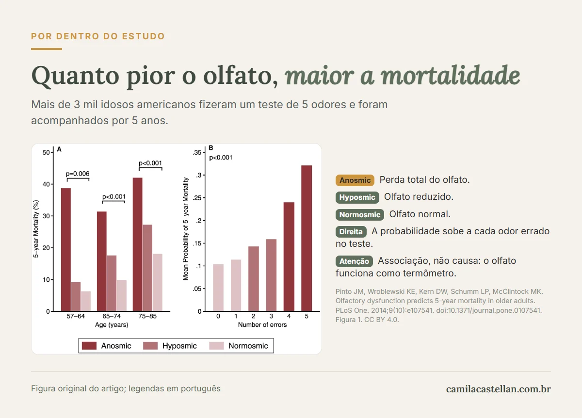 Gráfico do estudo de Pinto e colegas (2014): mortalidade em cinco anos maior em idosos com anosmia e hiposmia, nas três faixas de idade, e aumento a cada odor errado no teste