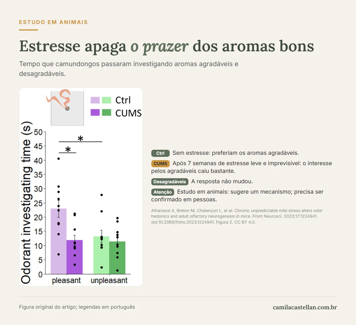 Gráfico do estudo de Athanassi e colegas (2023): camundongos sob estresse crônico investigaram menos os aromas agradáveis, sem mudança nos desagradáveis
