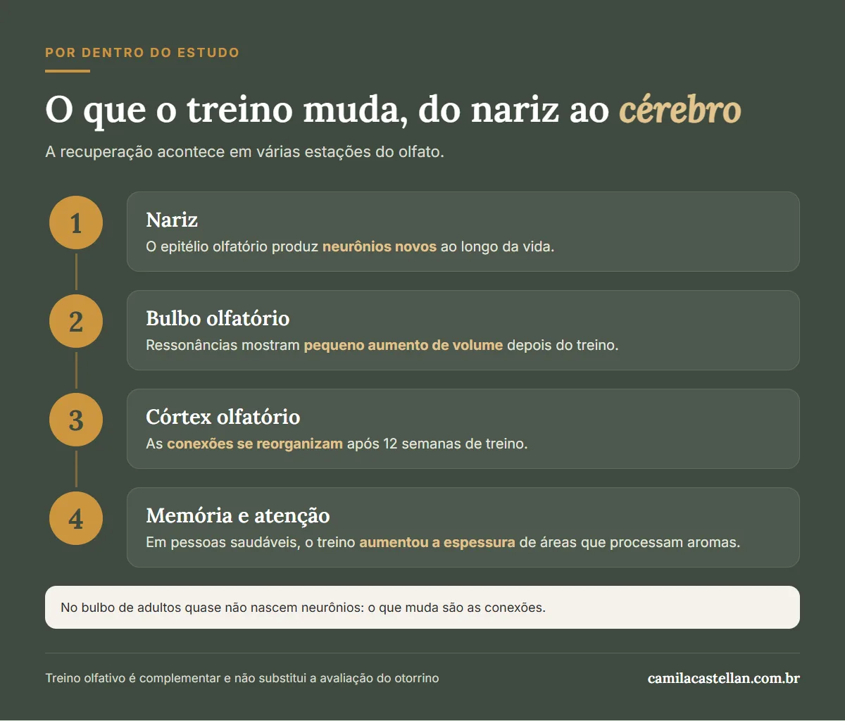 Infográfico: o que o treino olfativo muda no nariz, no bulbo olfatório e no cérebro